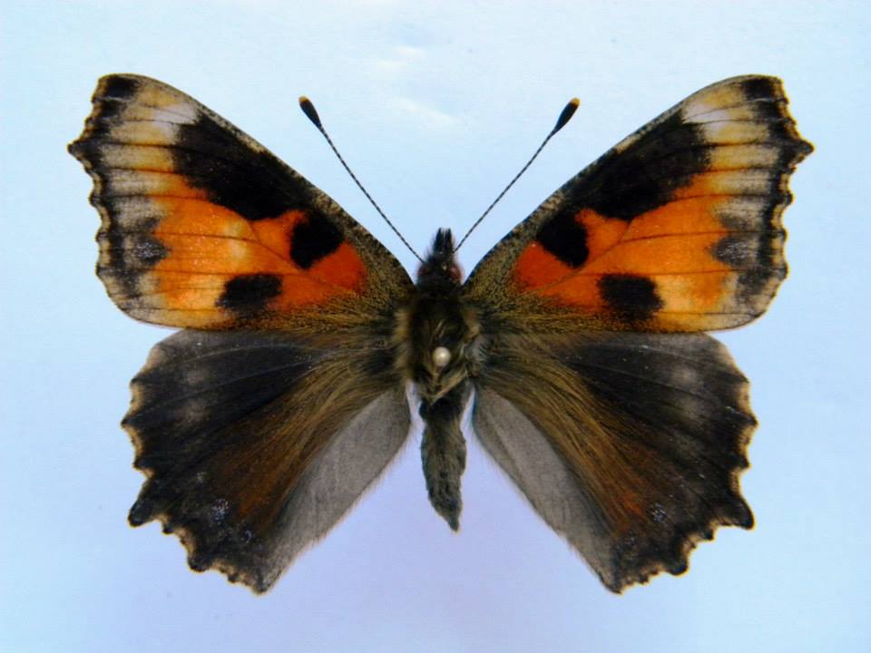 Aglais urticae (cold shock abb 2) (Internet Image property of respective owner, non-commercial use only)